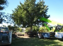 Kwikfynd Tree Management Services
montville